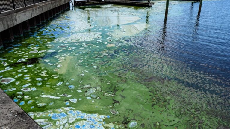 Image showing harmful algal bloom occurrence