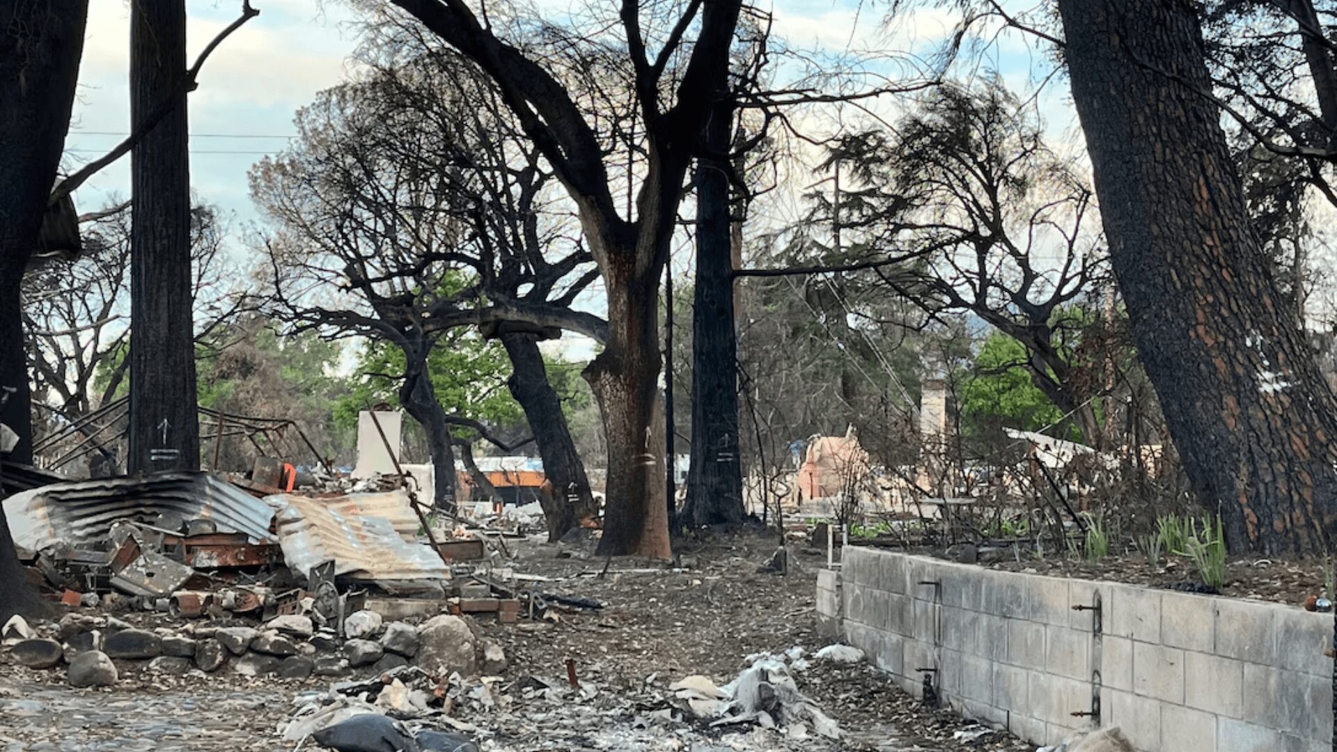Charred trees and burned down structures